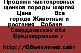 Продажа чистокровных щенков породы шарпей › Цена ­ 8 000 - Все города Животные и растения » Собаки   . Свердловская обл.,Среднеуральск г.